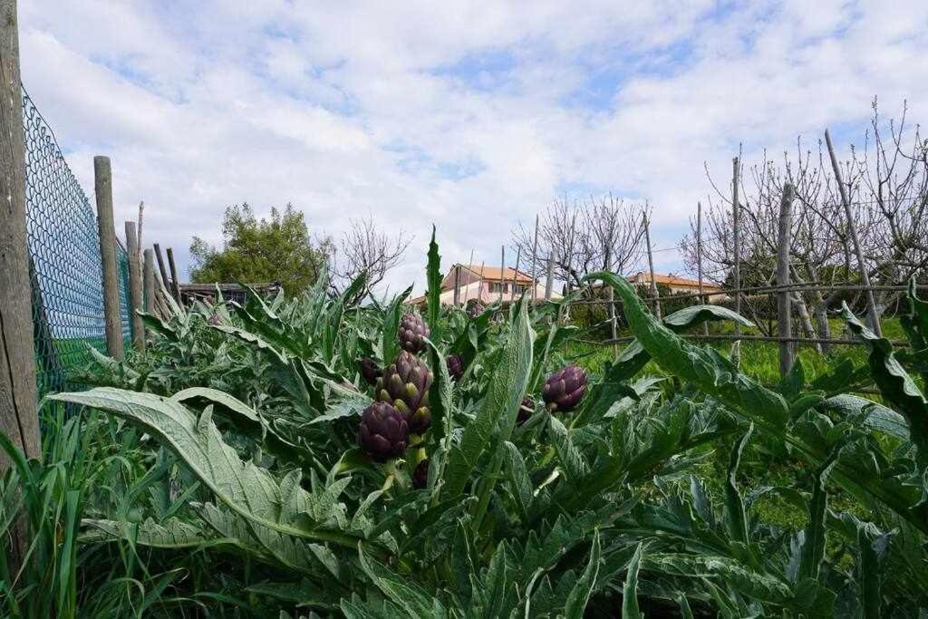 Agriturismo Podere Santa Virginia Албиния Екстериор снимка